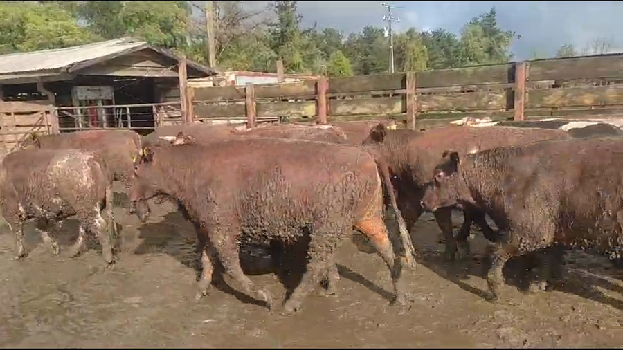 Lote 40 Novillo Gordo en Los Ángeles, VIII Región Biobío