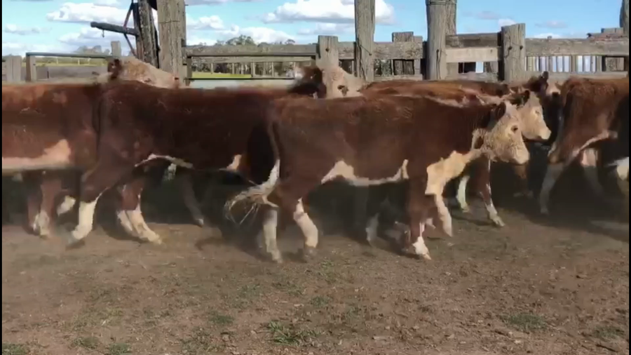 Lote 32 Vaquillonas 1 a 2 años en Paraje La Manguera,Treinta y Tres