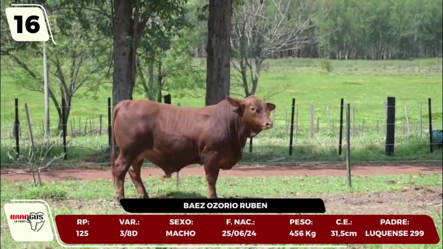 Lote LOTE 16 - JUNIOR