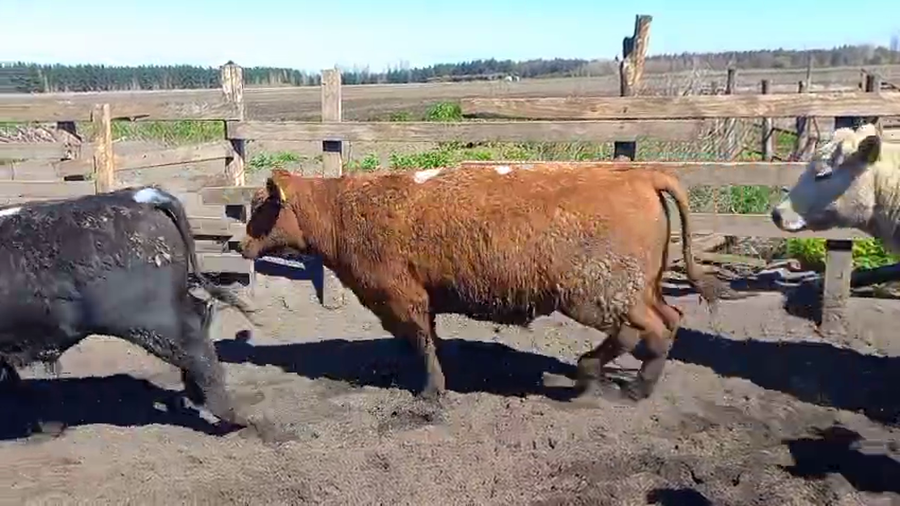 Lote 20 Novillo Gordo en Cabrero, VIII Región Biobío
