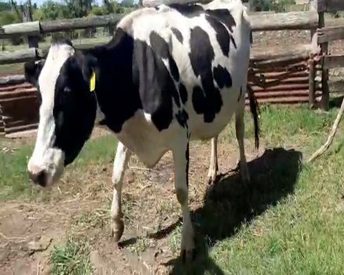 Lote Vacas de Invernada HOLANDO a remate en Pantalla Camy 450kg - , San José