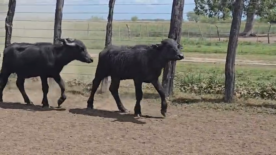 Lote 200 Búfalos