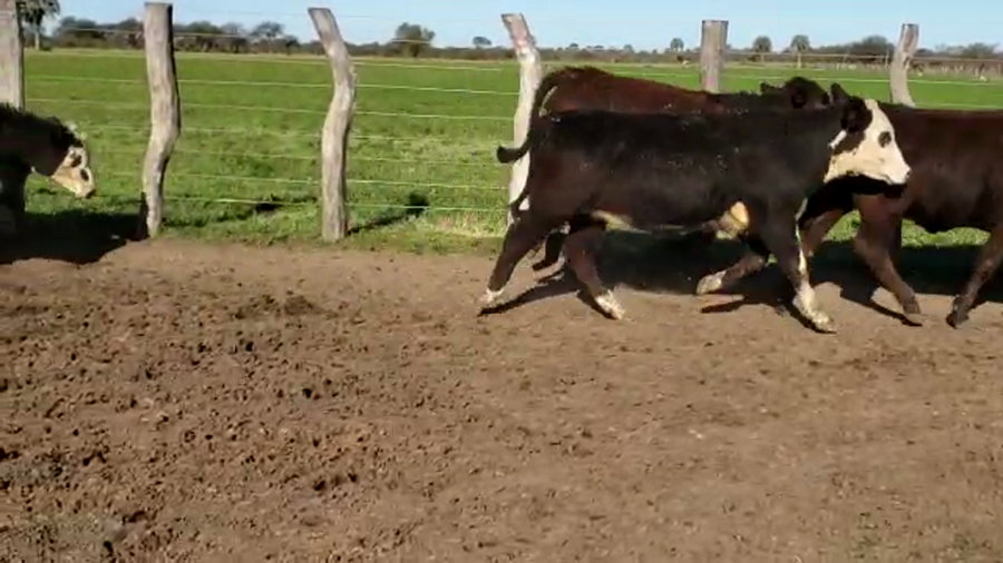 Lote 80 Terneros/as en Villaguay, Entre Ríos