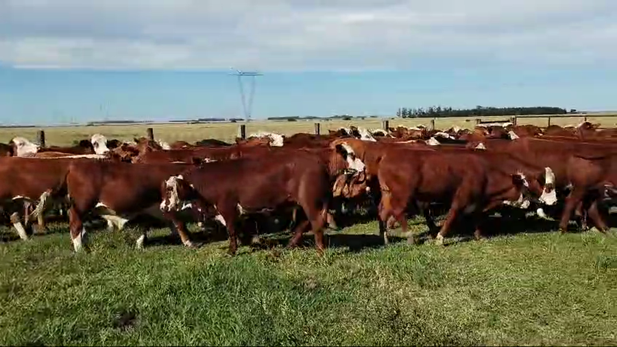 Lote 76 Novillitos