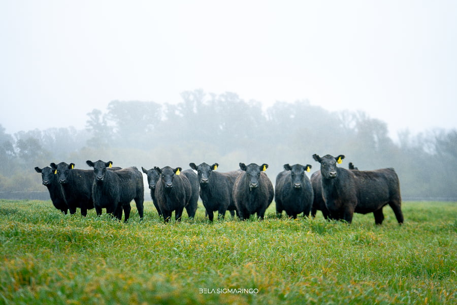 Lote VAQUILLONAS ANGUS NEGRAS  PC C/GTÍA DE PREÑEZ
