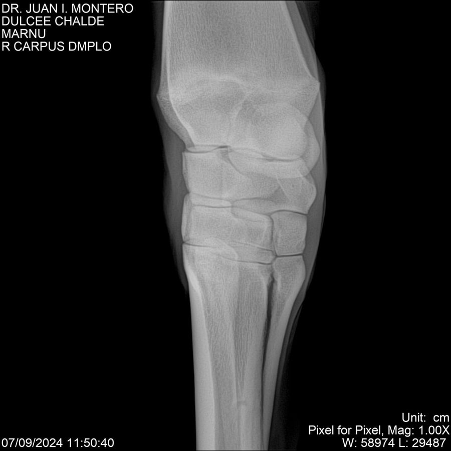 Lote DULCE CHANDEE (Arg)