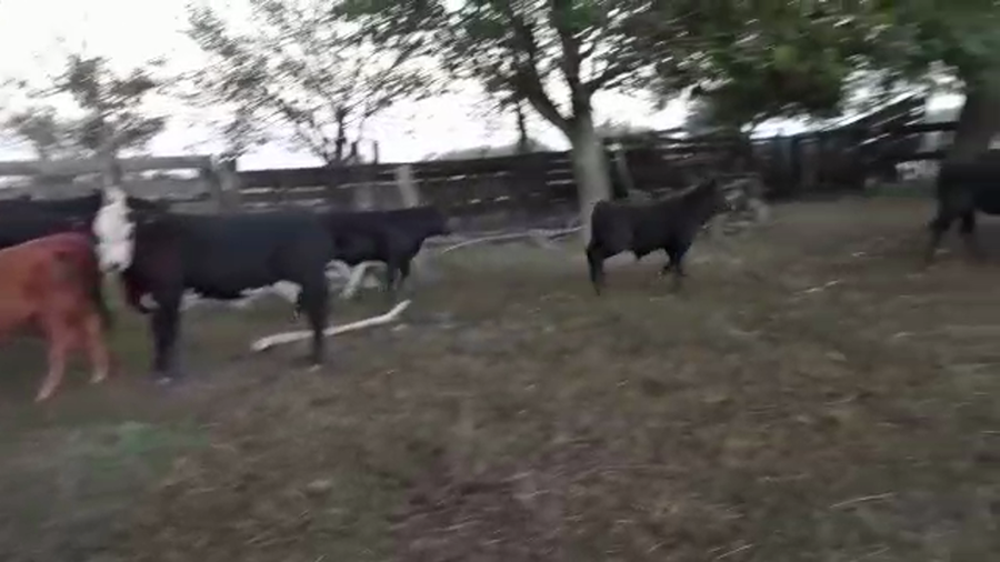 Lote 110 Terneros/as Cruzas Británicas en Helvecia, Santa Fe