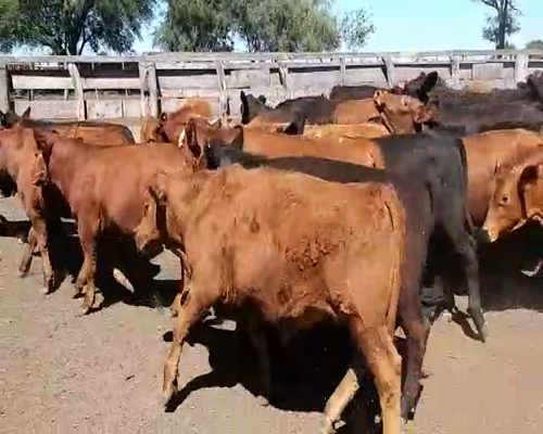 Lote 65 Terneros en Villaguay, Entre Ríos