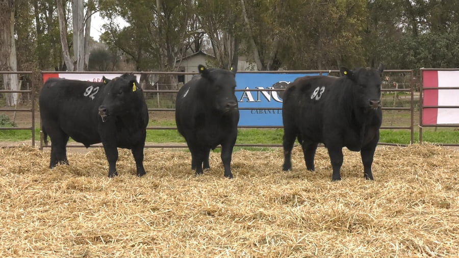 Lote TOROS ANGUS NEGROS PC