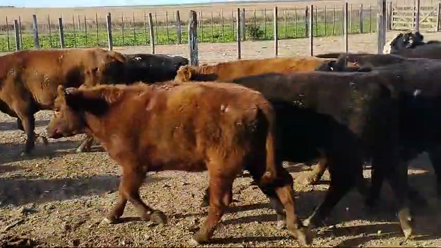 Lote 45 Terneros/as en Guaminí, Buenos Aires