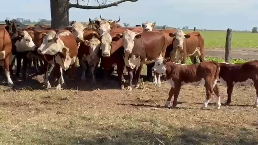 Lote 23 Vientres preñados en Entre Ríos, Gualeguay