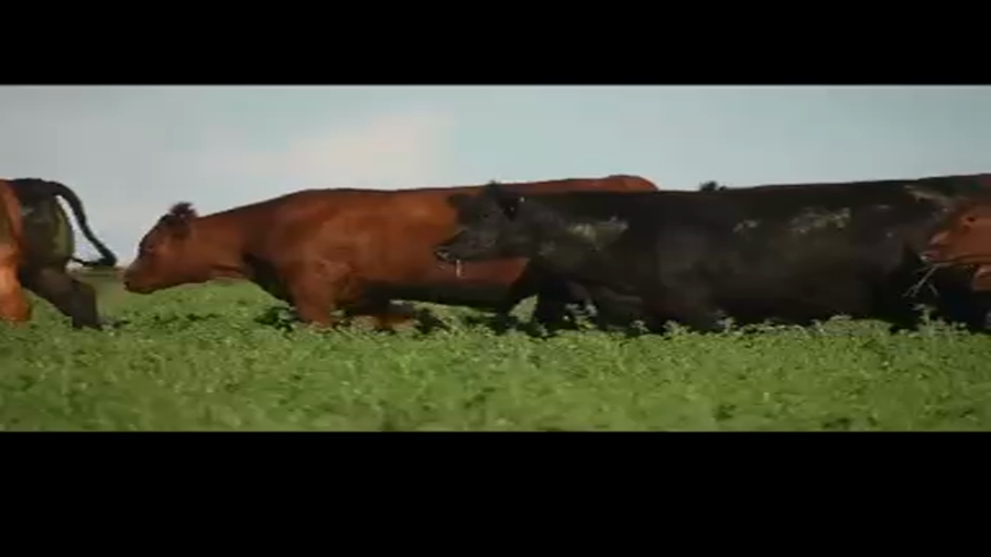 Lote 32 Novillo Exportacion UE HILTON