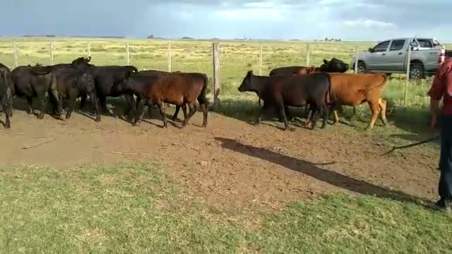 Lote 19 Terneras en Tres Arroyos, Buenos Aires