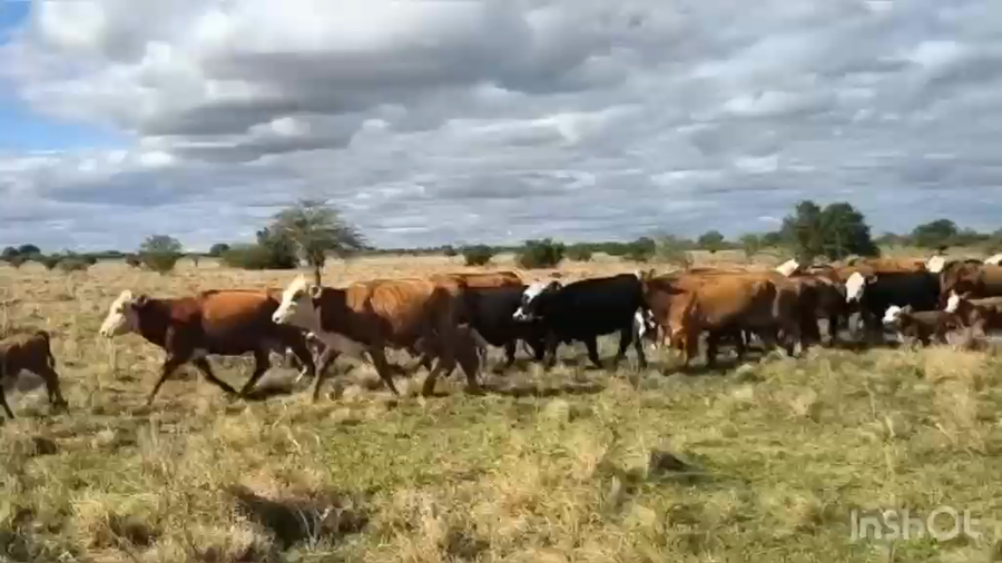 Lote 120 Terneros/as a término en Corrientes, Curuzú-Cuatiá