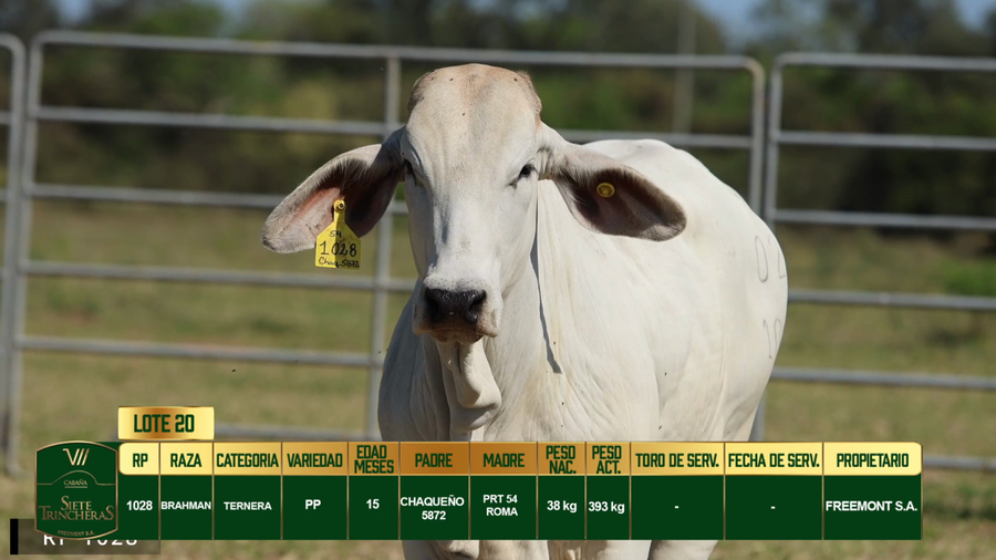 Lote LOTE 20