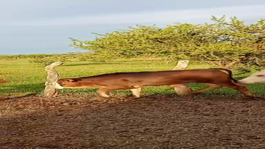 Lote 15 Terneros en Corrientes, Curuzu Cuatia