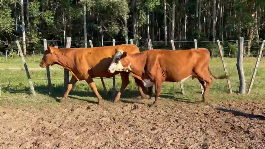 Lote 50 Vacas de invernar