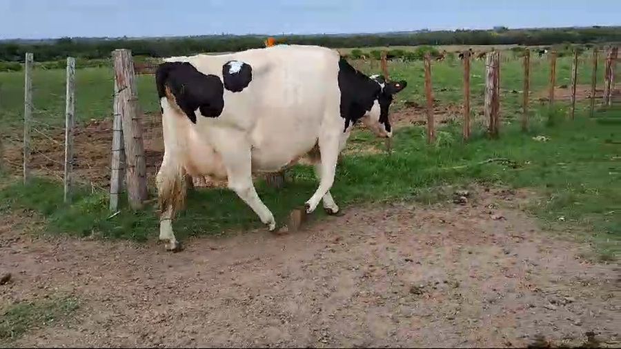 Lote 2 Vacas de Invernada a remate en Pantalla Camy en Rincon de la Torre