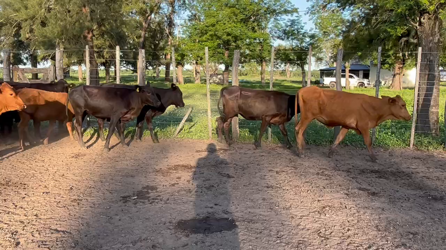 Lote 88 Vaquillonas en Gran Guardia, Formosa