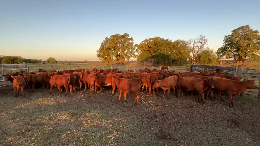 Lote 70 Terneras