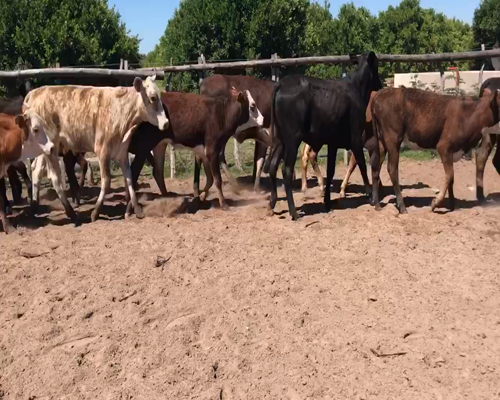 Lote 42 Terneras en Corrientes, Bella Vista