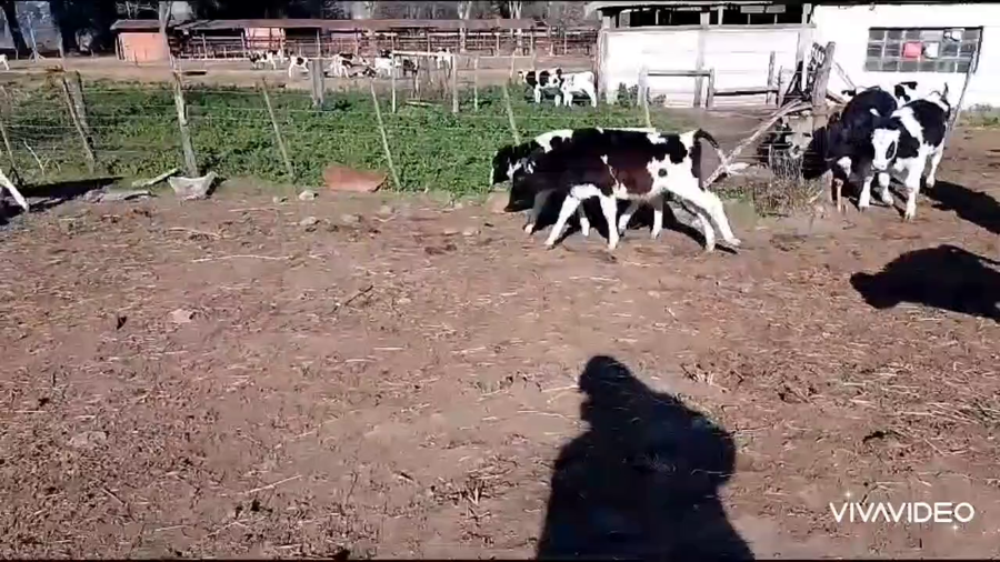 Lote 14 Terneros en Cañuelas, Buenos Aires