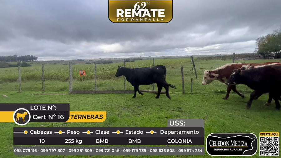 Lote 10 Terneras en Antolín, a 3 km de ruta 22, Colonia