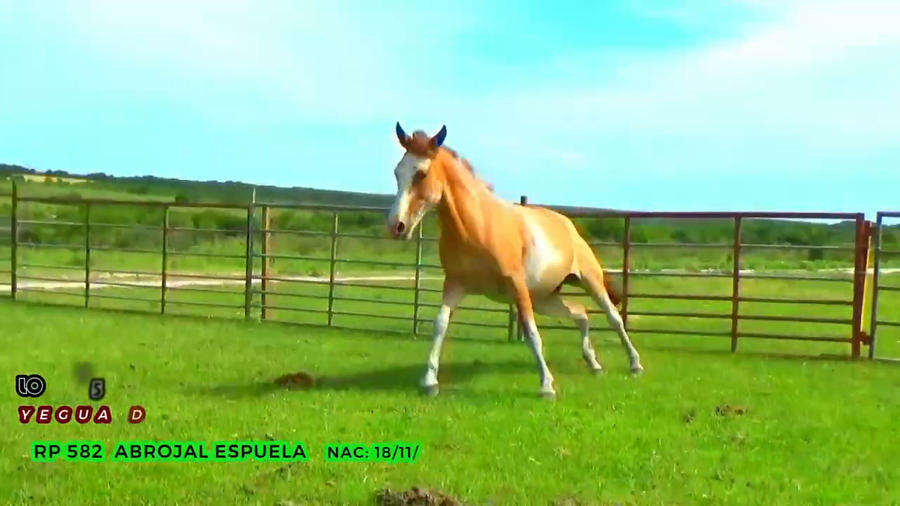 Lote Abrojal Espuela