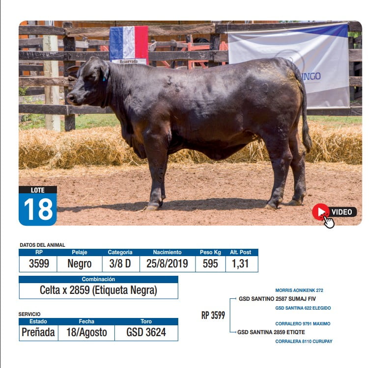 Lote Celta x 2859 (Etiqueta Negra)