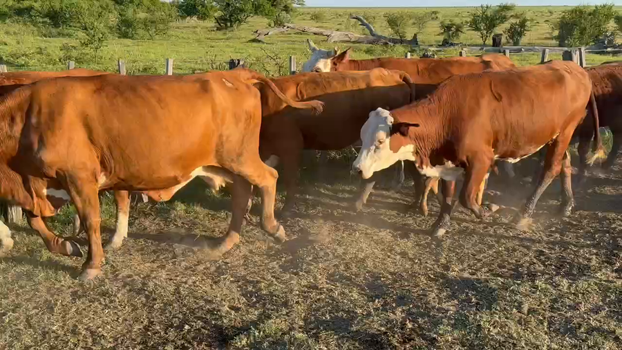 Lote 27 Vacas nuevas Preñadas en Gualeguay, Entre Ríos