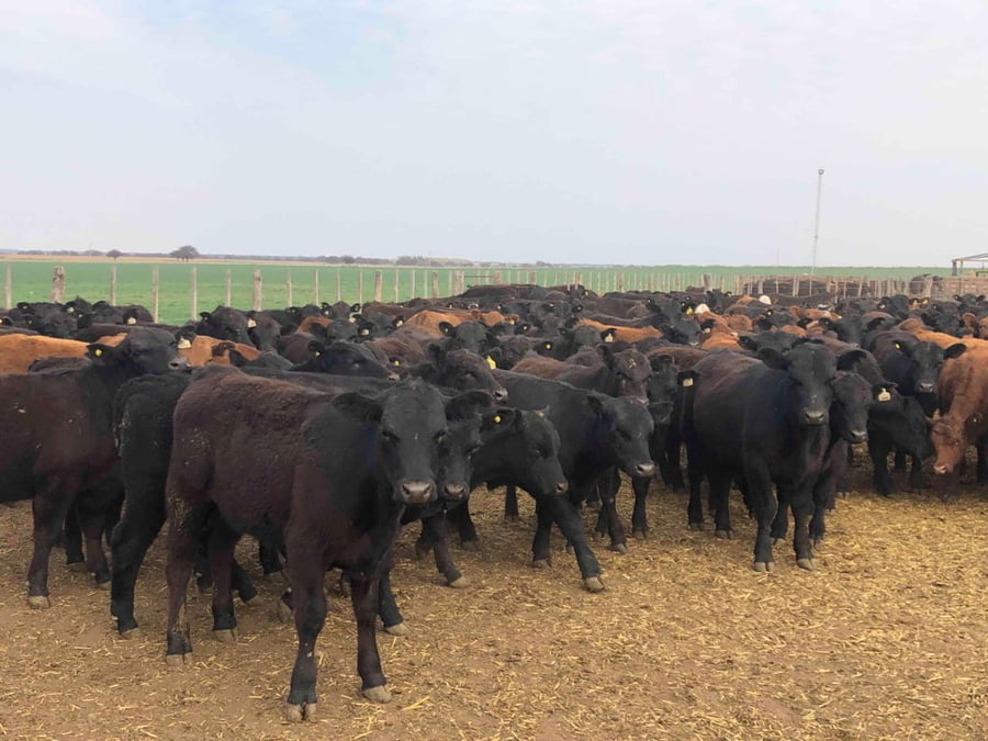 Lote 65 Terneros en Santa Rosa, La Pampa