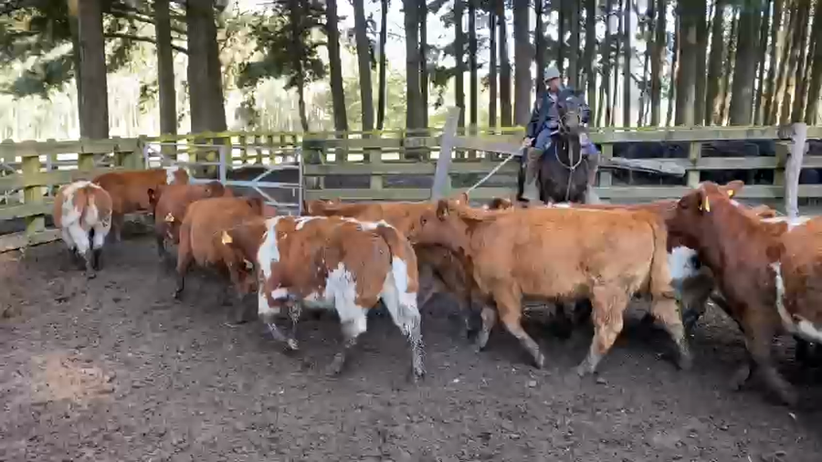 Lote 75 Ternera en Toltén, IX Región Araucanía