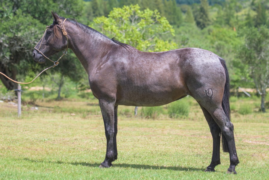 Lote Cayetina la Mariana