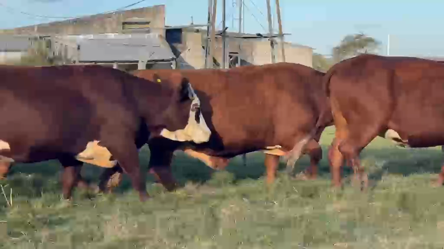 Lote 100 Vacas de invernar