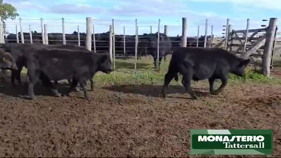 Lote 60 Terneros/as EN RAUCH