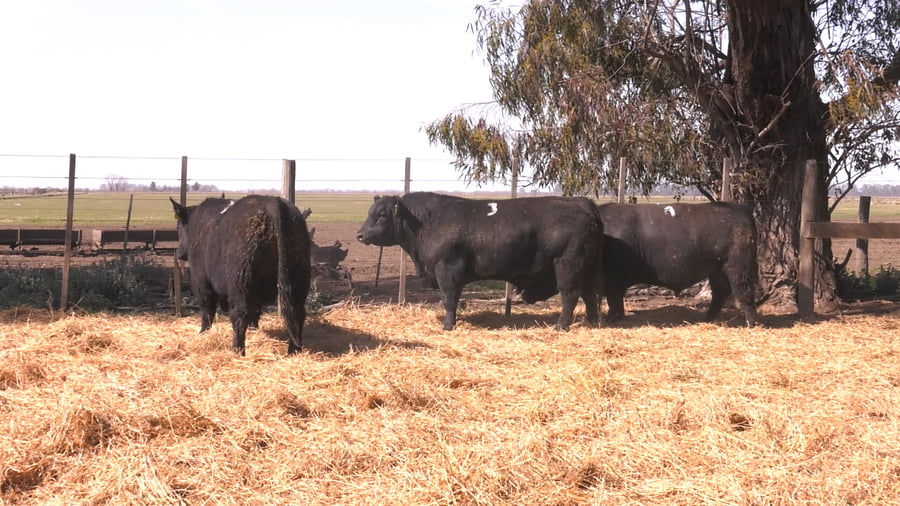 Lote TOROS PUROS POR CRUZA 
