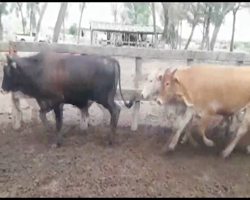 Lote 650 Novillos en Las Lomitas, Formosa