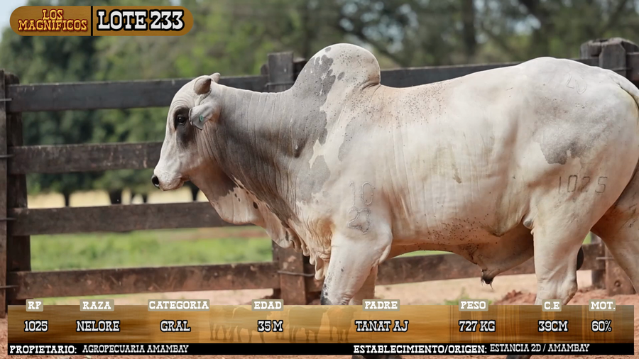 Lote LOTE 233 - VIVO
