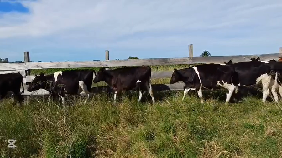 Lote TERNEROS HOLANDO