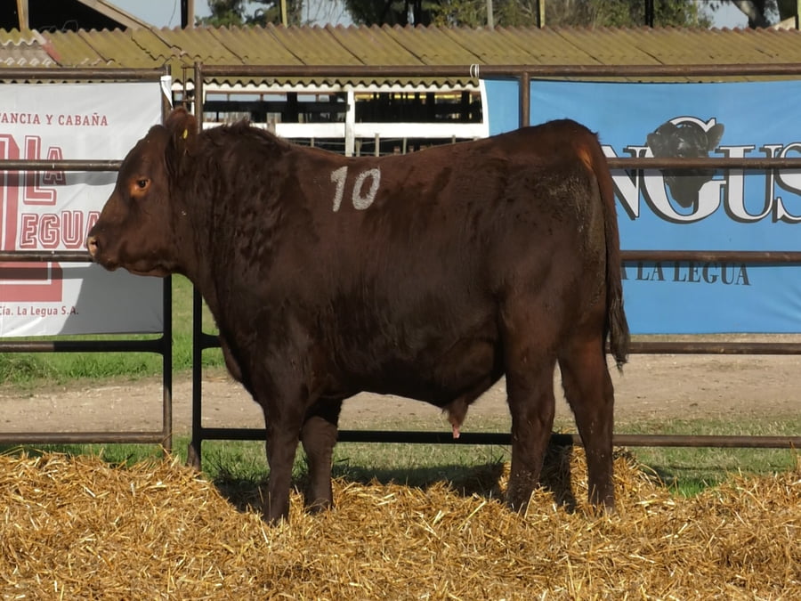 Lote TOROS ANGUS COLORADOS PC