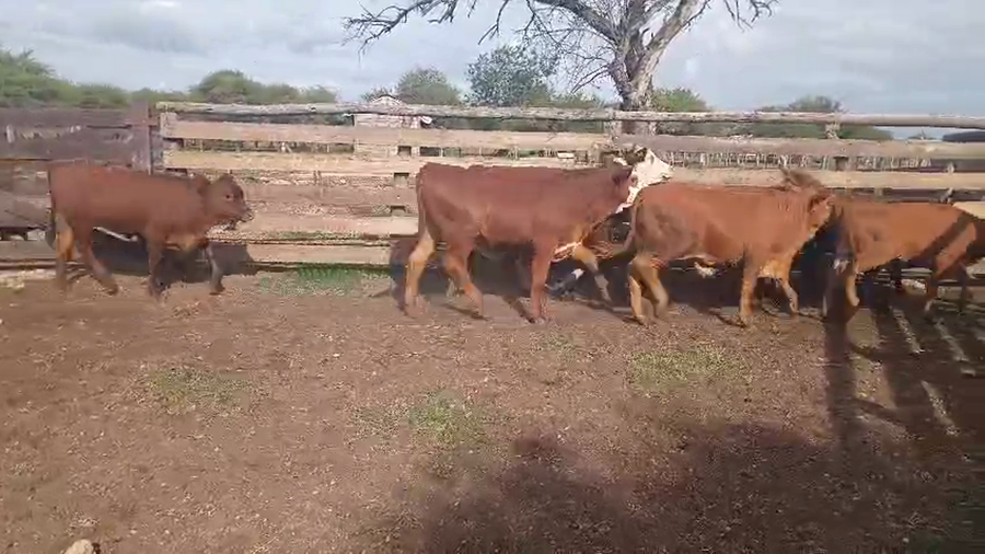 Lote 80 Terneros/as