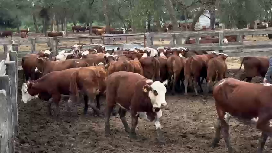 Lote 100 Vaquillonas preñadas en Formosa, Las Lomitas