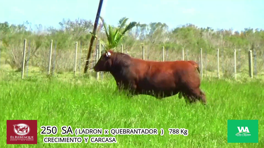Lote Toros a remate en Angus el Rebenque  en Asociación Rural de Florida