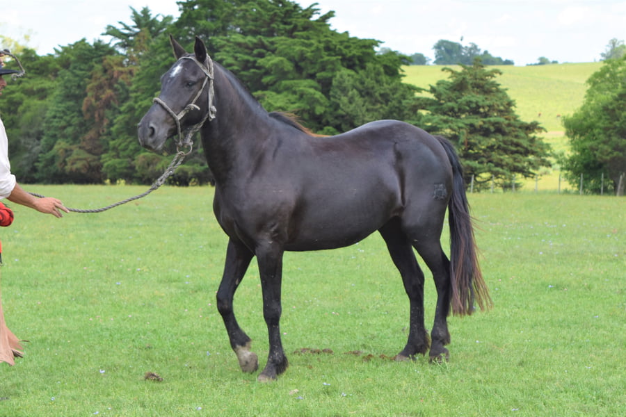 Lote RP 197 - MALASIA DEL BURUCUYA