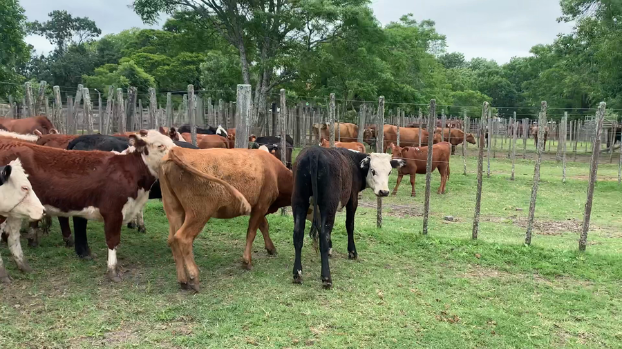 Lote 17 Vaquillonas 1 a 2 años