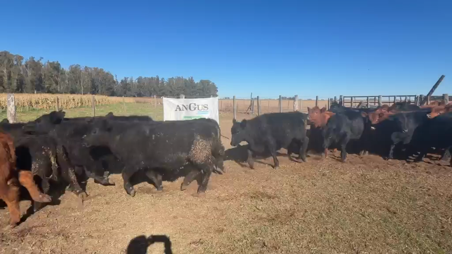 Lote 48 Novillitos y Vaquillonas en Daireaux
