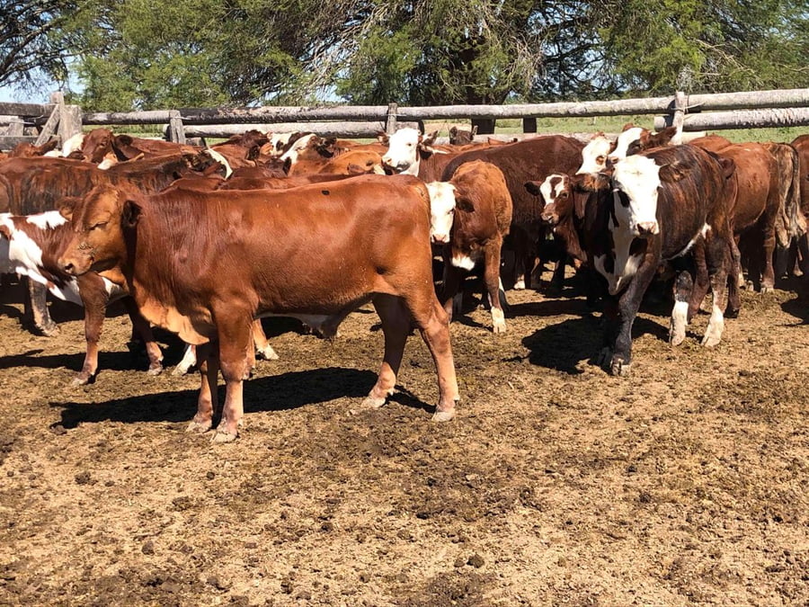 Lote 110 Terneros en Riacho He-He, Formosa