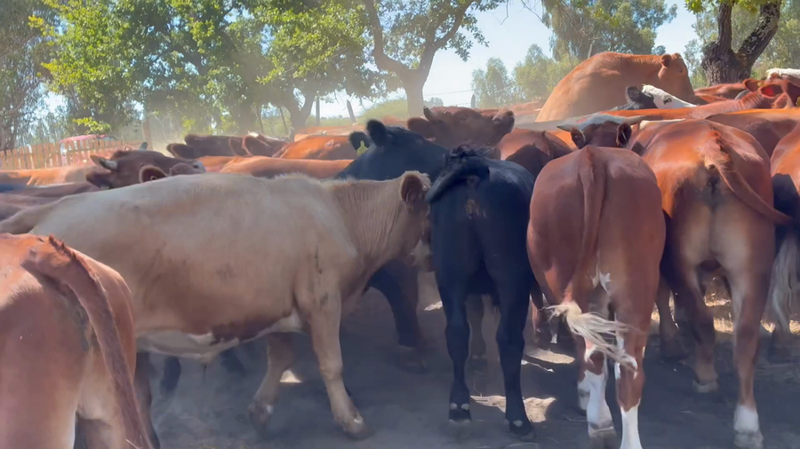 Lote 101 Novillo Engorda en Cauquenes, VII  Región Maule