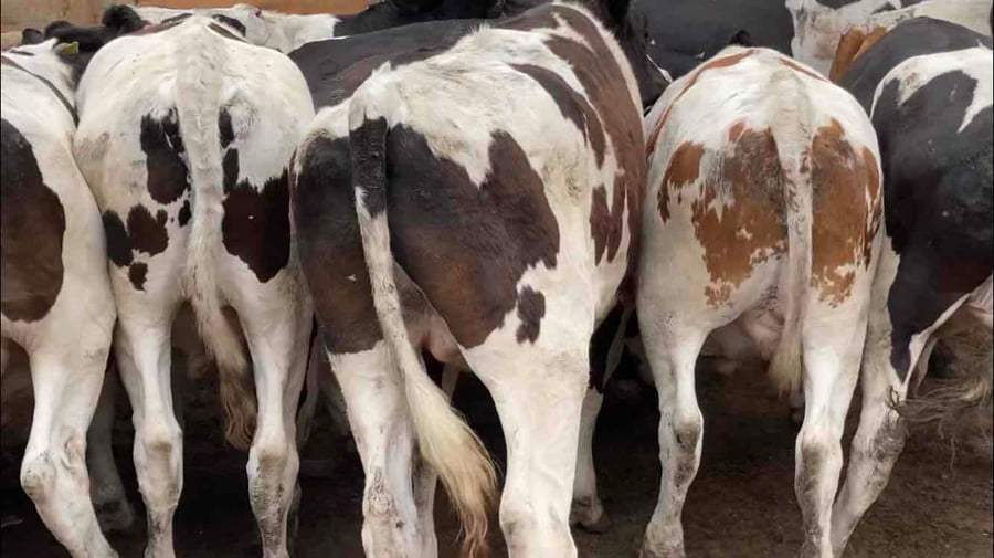 Lote 30 Novillo Gordo en Melipilla, Región Metropolitana