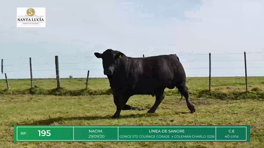Lote TOROS ANGUS